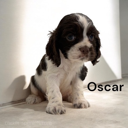 puppy, for, sale, Cocker Spaniel, Joe & Cherri  Overlease, dog, breeder, Miller, MO, dog-breeder, puppy-for-sale, forsale, nearby, find, puppyfind, locator, puppylocator, aca